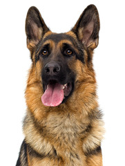 German shepherd dog on a white background isolated