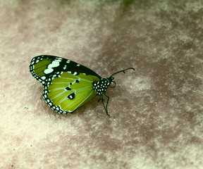 Monarchfalter im Kuang Si Falls Butterfly Park, Laos