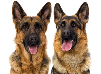 German shepherd dog on a white background isolated
