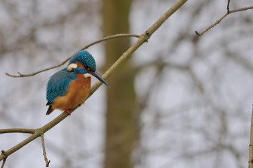 Eisvogel