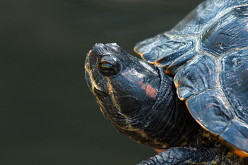 Obraz premium schildkröte