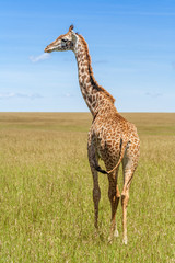 Giraffe in the african savannah