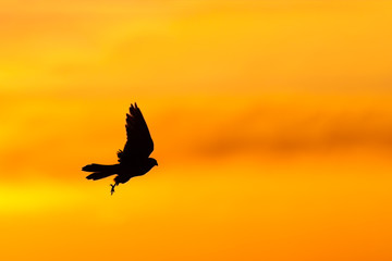 bird silhouette during sunset or sunrise. the shape is black and the sky is purple yellow and orange. the bird is flying. crow peregrine falcon hawk