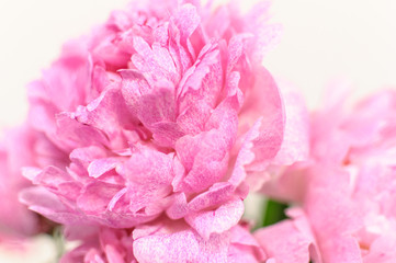 Pink peony with soft focus. Suitable as a floral abstract background.