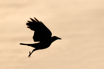 bird silhouette during sunset or sunrise. the shape is black and the sky is purple yellow and orange. the bird is flying. crow peregrine falcon hawk