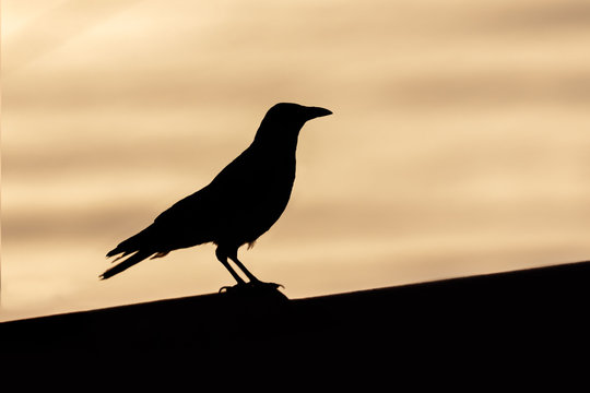 bird silhouette during sunset or sunrise. the shape is black and the sky is purple yellow and orange. the bird is flying. crow peregrine falcon hawk