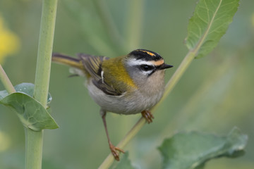 Sommergoldhähnchen