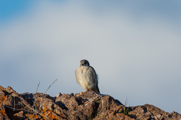 Male kestrel in the wild, perched on rocks