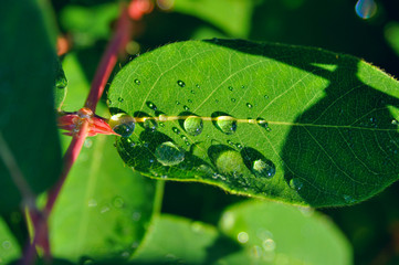 Branches and leaves of honeysuckle with raindrops in sunlight