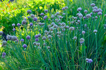 Blooming onion batun in the summer garden