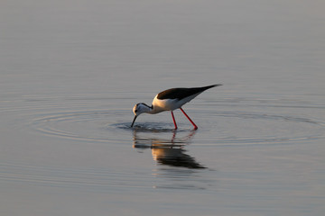 A Bird reflection in the water. It is walking or standing and appear to be merged in the...