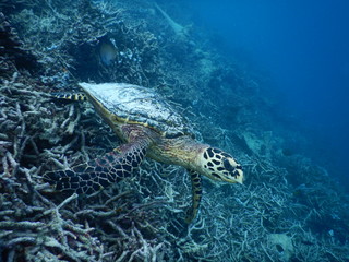 Echte Karettschildkröte Malediven