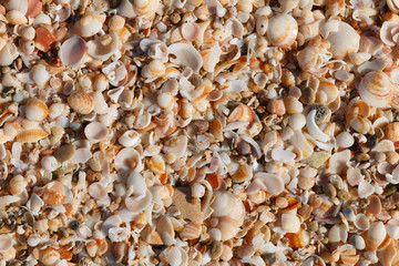 Tiny Shells and pebbles on the shore. The shells look like a flat homogeneous surface blanket