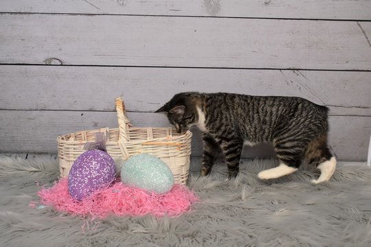 Tabby Manx cat being curious about an Easter basket