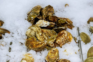 Fish market. Delicacies. Fresh scallops on a white background
