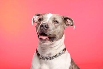 Obraz premium Beautiful dog