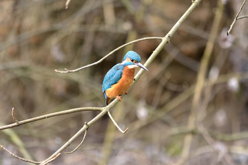 Eisvogel in Warteposition