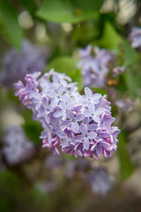 Purple Lilac Flowers
