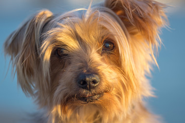 Closeup dog portrait Yorkshire Terrier brown puppy, warm orange colors blurred blue sky background