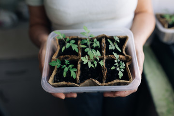 woman agronomist holding seedlings in peat pots. female hands touching the plants for planting...