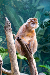Javan lutung on a tree