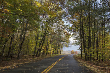 Road through Trees