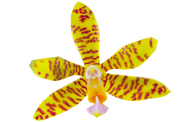 Beautiful rare orchid in pot on white background