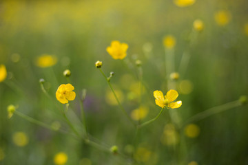 Yellow spring flowers