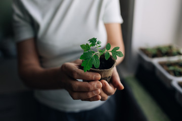 woman agronomist holding seedlings in peat pots. female hands touching the plants for planting...