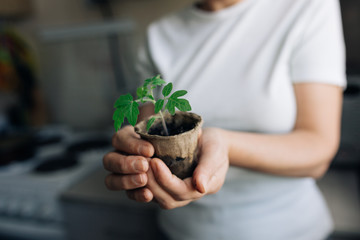 woman agronomist holding seedlings in peat pots. female hands touching the plants for planting...