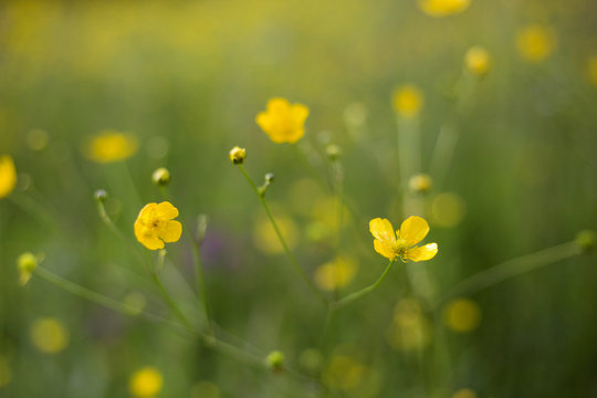 Yellow Spring Flowers