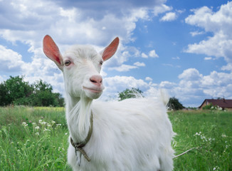 Close-up white goat grassing on green meadow field at village