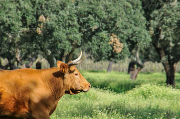 Vacas nas pastagens