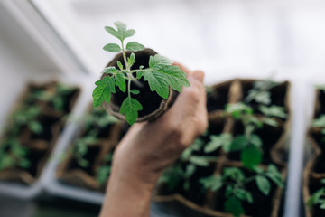 woman agronomist holding seedlings in peat pots. female hands touching the plants for planting...