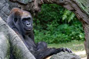 Western lowland gorilla