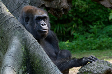 Western lowland gorilla