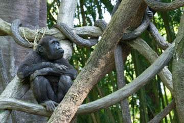Western lowland gorilla