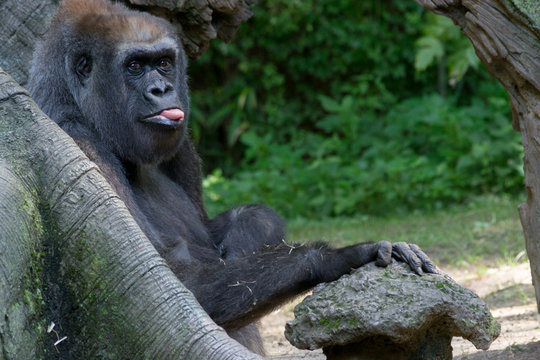Western lowland gorilla with her tongue out