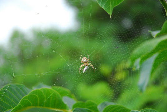 Spider. In September, in the forests of the middle belt, spiders often meld their networks for insects