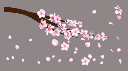 Realistic Cherry Branch Illustration Vector. Blooming Sakura, Apricot, Peach, Apple Twig Blossoms Petals Falling Down Isolated. Realistic Blossom Cherry Branch, Showering Petals, Wedding Decoration