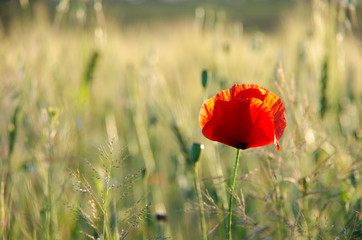 red poppy in field