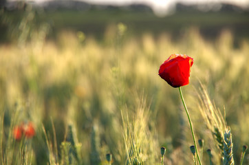 Fototapeta premium red poppy in field