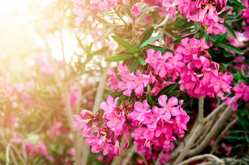 Blooming pink oleander flowers or nerium in garden. Selective focus. Copy space. Blossom spring,...