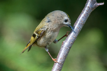 Wintergoldhähnchen