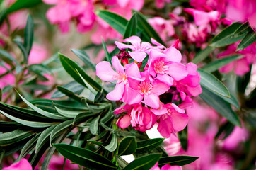 Blooming pink oleander flowers or nerium in garden. Selective focus. Copy space. Blossom spring, exotic summer, sunny woman day concept. - obrazy, fototapety, plakaty
