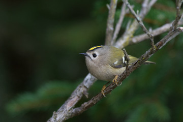 Wintergoldhähnchen