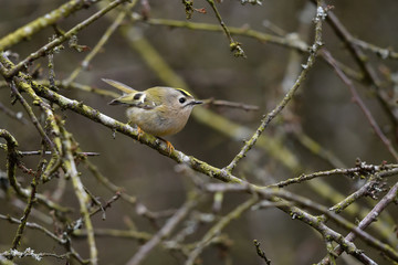 Wintergoldhähnchen