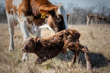 Papier Peint photo Autocollant Vache Newborn Calf