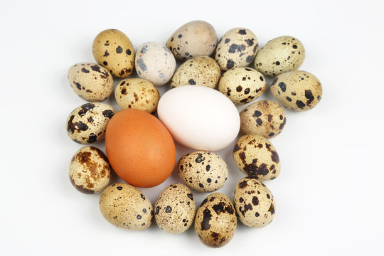 chicken and quail eggs on a white background