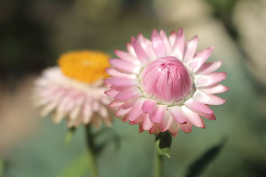 Suchotnik kocanka